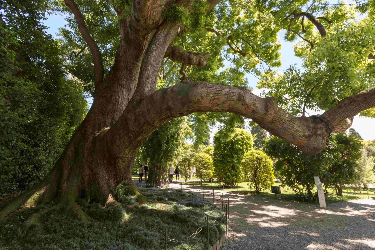 chene arbre remarquable