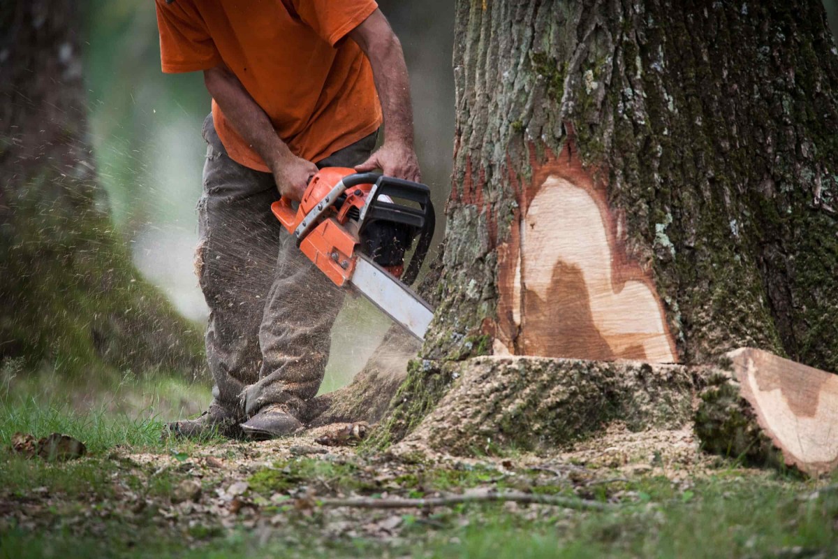 Abattage d'arbres : Outillage, équipement et EPI