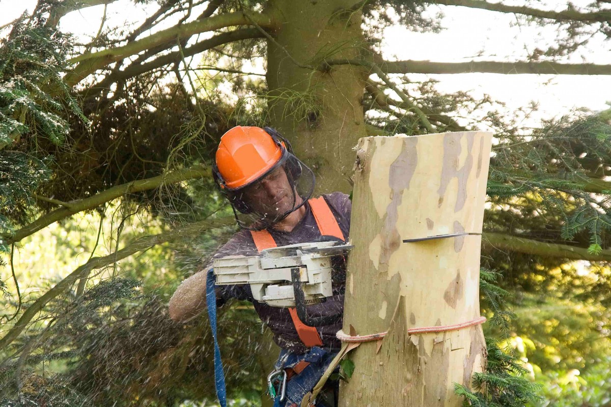 coupe base arbre