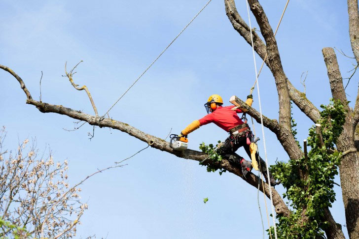 prix taille arbre hauteur