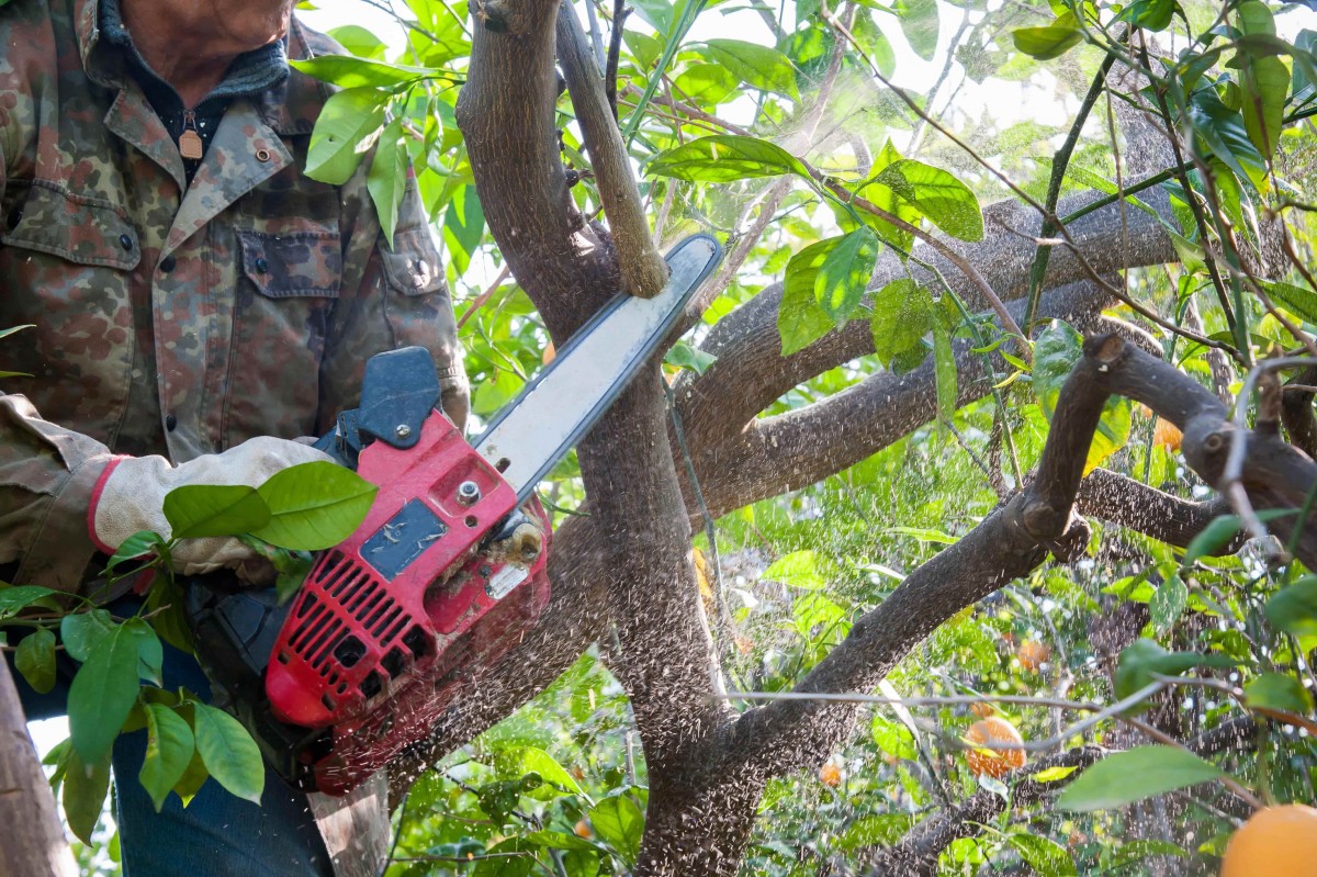 elagage arbre fruitier