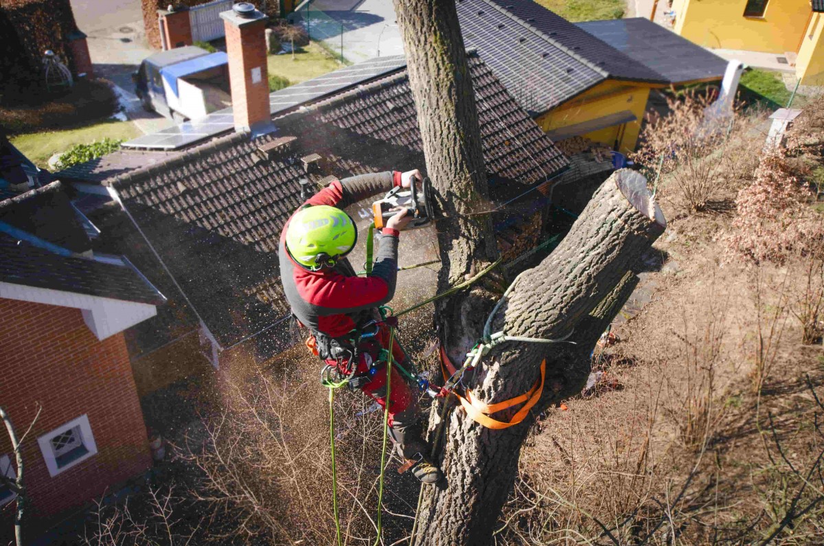 elagage hauteur arbre difficile