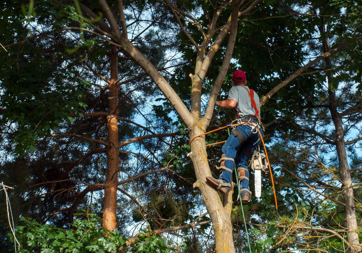 élagueur démontage arbre