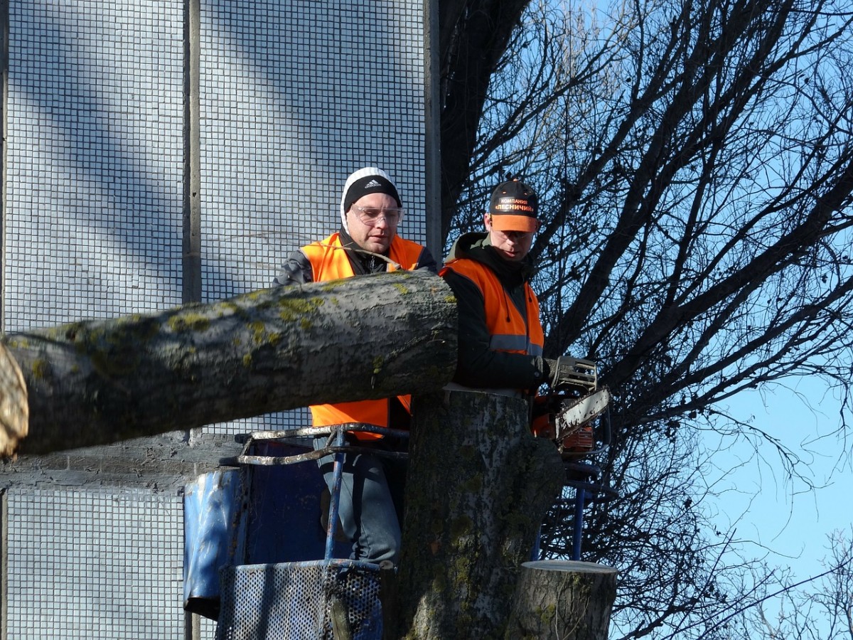 Les opérations d'abattage d'arbre