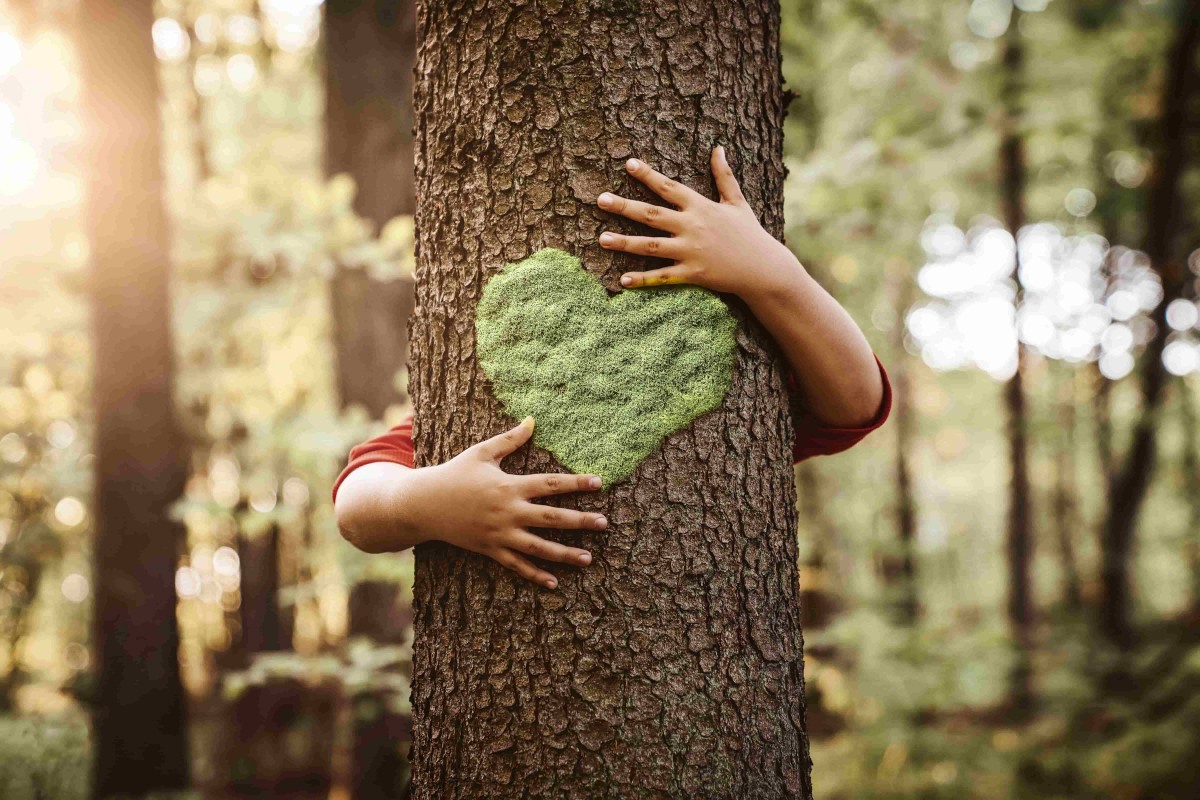 Que risque-t-on si l'on coupe un arbre sans autorisation ?