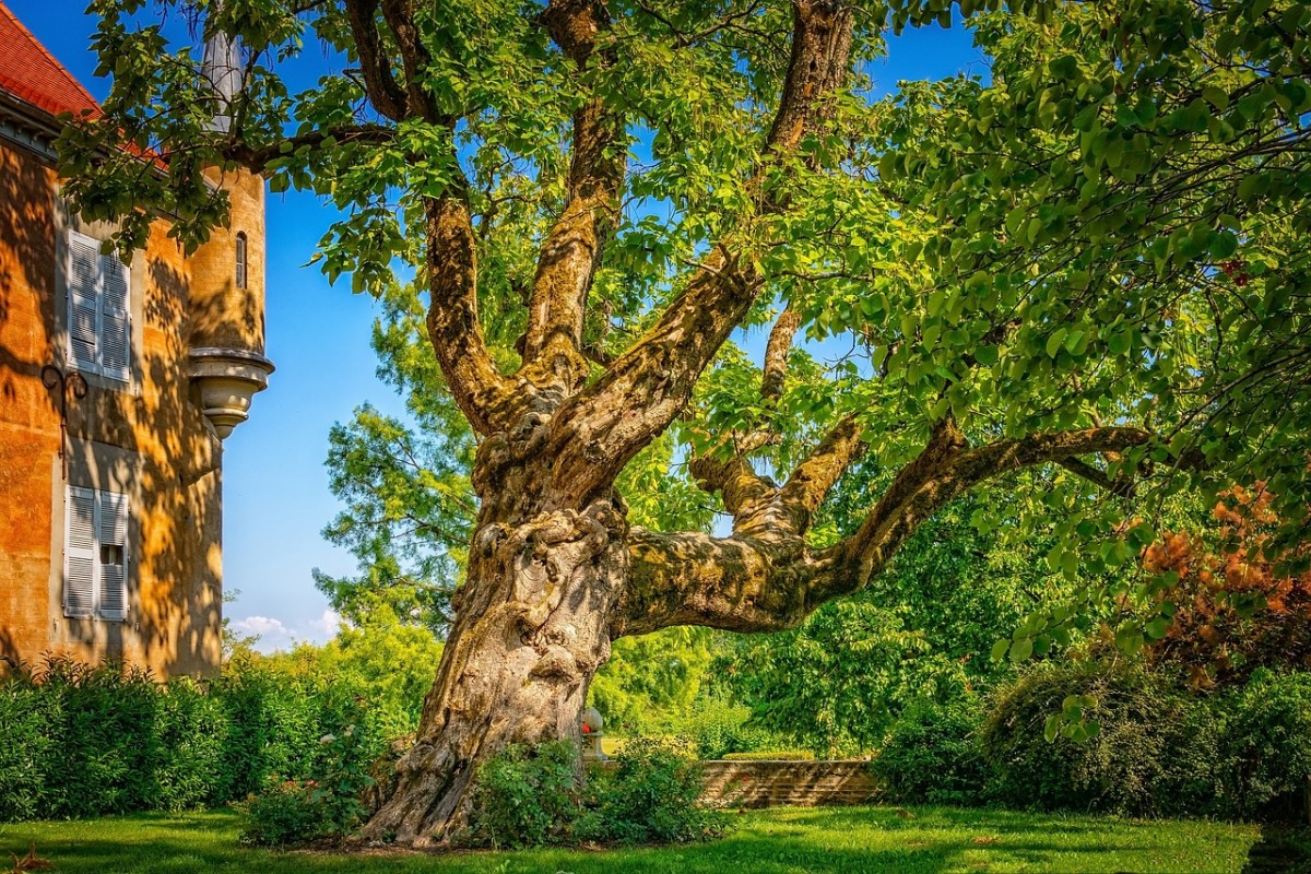 Dessouchage d'arbre et gestion des rémanents